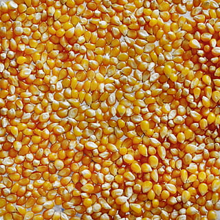 pile, corn kennels, Popcorn, Corn, Macro, Kernel, Kernels, food, maize, full frame, backgrounds, yellow, food and drink, healthy eating, freshness, wellbeing, vegetable, no people, close-up, abundance, raw food, orange color, large group of objects, still life, indoors, high angle view, sweetcorn, vegetarian food, 2K, CC0, public domain, royalty free