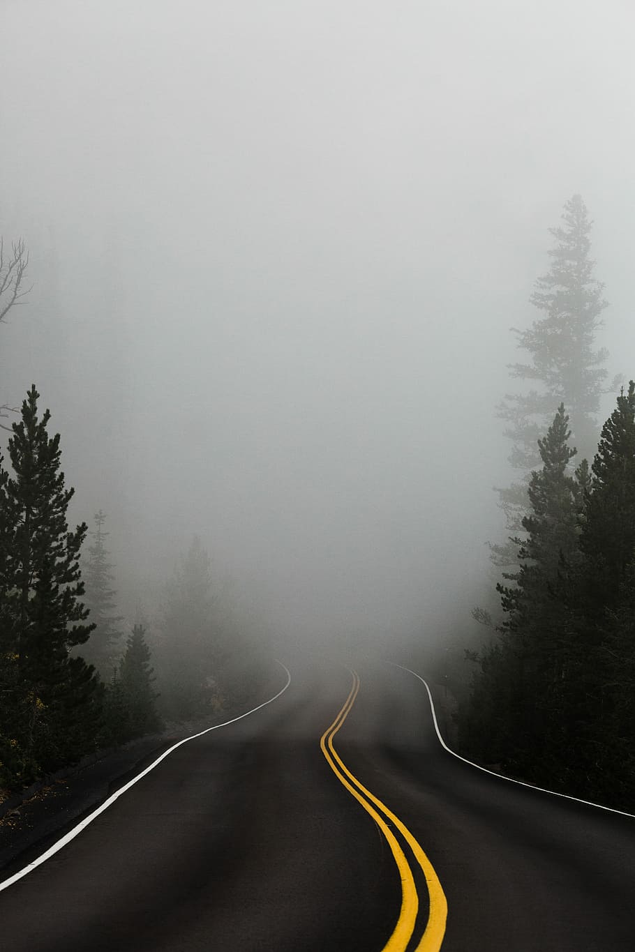 vuoto, strada, circondato, alberi, nebbia, nebbioso, calcestruzzo, verde, bene, nube, albero, pianta, direzione, mezzi di trasporto, cartello, nessuno, bellezza nella natura, la strada davanti, natura, temperatura fredda, scena non urbana, curva, tortuosa strada, ambiente, la tranquillità, inverno, simbolo, viaggio su strada, linea di divisione, 5K