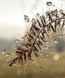 dryppe, dug, dugdråbe, blad, græs, dråbe vand, efterår, Morgentau, tæt, vand, plante, afrimning, baglygte, Morgenrot, ingen mennesker, natur, tæt på, skrøbelighed, indendørs, dag, sårbarhed, skønhed i naturen, fokus på forgrunden, dråbe, vækst, ro, blomst, udendørs, træ, friskhed, våd, død plante, kompleksitet, regndråbe, visnet plante, 2K, CC0, offentligt domæne, royaltyfrie