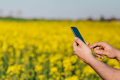 mobile, phone, spring rapes field, Laptop computer, spring, rapes, field, summer, flowers, tech, computer, technology, laptop, smartphone, rapeseed, white laptop, mobile Phone, nature, outdoors, telephone, smart Phone, yellow, human Hand, people, wireless Technology, one Person, communication, holding, agriculture, rural Scene, crop, human body part, hand, portable information device, land, connection, flower, adult, plant, oilseed rape, body part, 2K