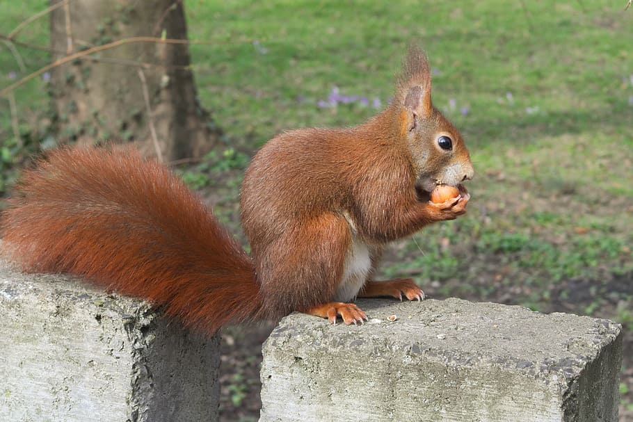 esquirol, animals, nou, menjar, bonic, divertit, temes d'animals, animal, mamífer, fauna animal, rosegador, un animal, animals a la natura, vertebrats, cap gent, centrar-se en primer pla, marró, naturalesa, primer pla, a l'aire lliure, arbre, dia, cua, petit, ull d’animals, vista del perfil, 2K