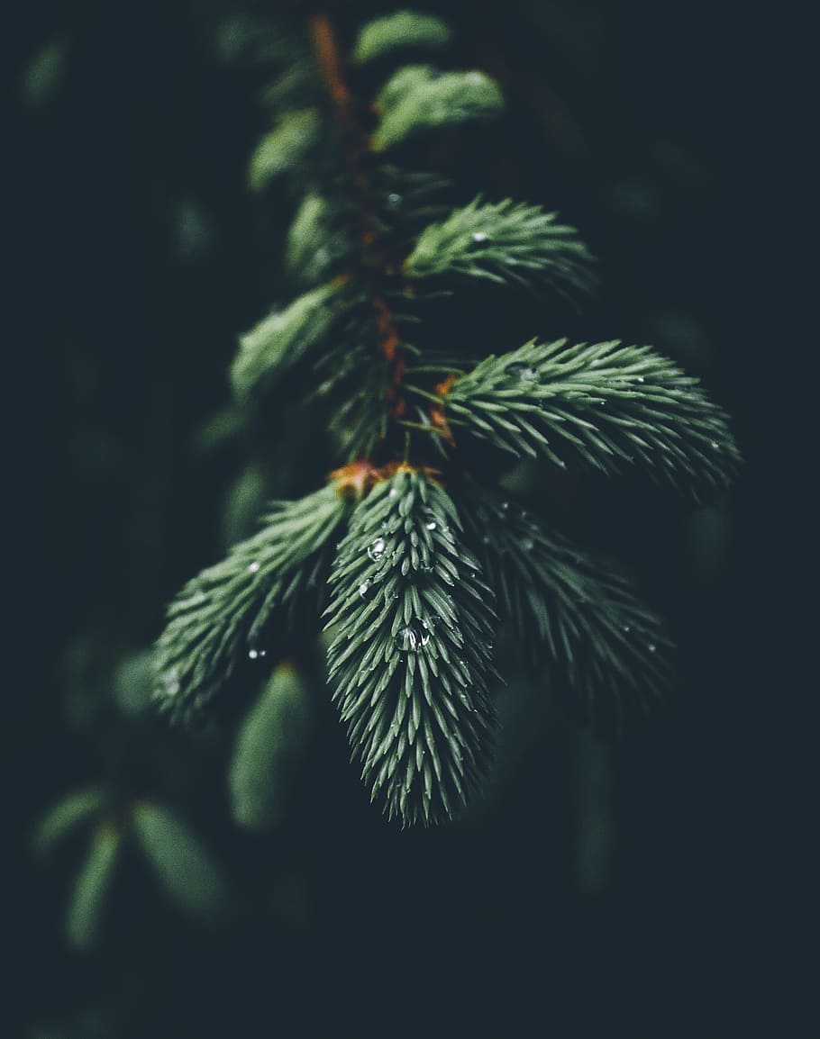 poc profund, focalitzar la fotografia, verd, avet, sense títol, tret macro, fotografia, fulles verdes, aigua, gotes, arbre, branca, pi, gota d'aigua, Nadal, celebració, color verd, full, cap gent, planta, primer pla, bellesa a la natura, creixement, naturalesa, enfocament selectiu, dia, centrar-se en primer pla, part de la planta, a l'aire lliure, tranquil·litat, arbre de coníferes, agulla - part de la planta, fragilitat, 2K