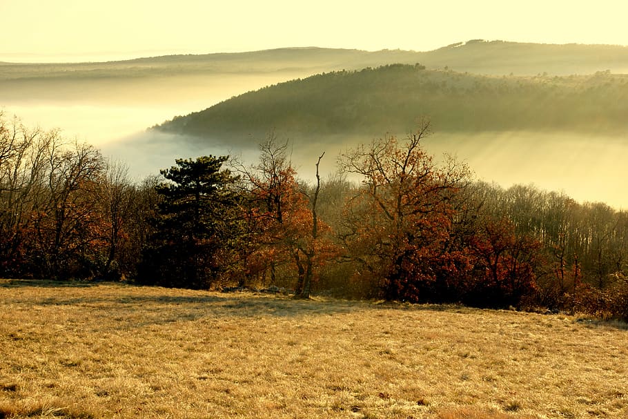 nebbia, Valle, foresta, Prato, natura, colori, inverno, il trieste carso, paesaggio, nessuno, erba, Paesaggi, albero, la tranquillità, scena tranquilla, pianta, bellezza nella natura, scenics - natura, montagna, cielo, ambiente, scena non urbana, terra, giorno, campo, crescita, a distanza, idilliaco, all'aperto, 4K