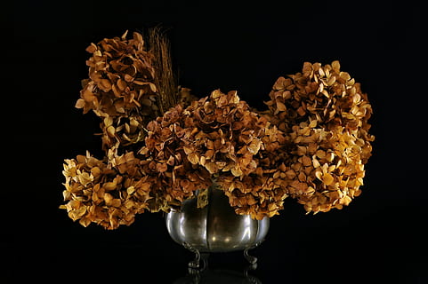 blomster, ørken, hortensia, hortensiaer, plante, forår, natur, kronblade, skønhed, farver, rosa, blomst, studio skud, sort baggrund, ingen mennesker, tæt på, indendørs, sårbarhed, skrøbelighed, blomstrende plante, friskhed, skåret ud, blomsterhoved, skønhed i naturen, stilleben, tør, mad og drikke, tørret plante, blomsterstand, blomster arrangement, tørret, visnet plante, buket, 4K, CC0, offentligt domæne, royaltyfrie