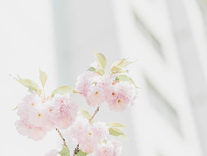 pembe, Petaled çiçekler, beyaz, arka fon, pembe çiçekler fotoğrafçılık, çiçek, bitki, yeşil, parlak, bokeh, bulanıklık, Kiraz çiçeği, focu, basit, en az, ışık, kadınsı, hd duvar kağıdı, duvar kağıdı, pembe çiçek, Yaprak, ağaç, çiçekli bitki, tazelik, doğada güzellik, kırılganlık, Güvenlik açığı, pembe renk, kapatmak, taçyaprağı, doğa, insansız, Beyaz renk, çiçek kafa, büyüme, çiçeklenme, seçici odak, içeriye, gün, bahar, Çiçek aranjmanı, Çiçek demeti, buket, Kiraz ağacı, 5K, CC0, kamu malı, telif ücretsiz