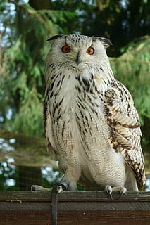 eagle owl, owl, bird, animal themes, animal, animal wildlife, animals in the wild, one animal, vertebrate, bird of prey, focus on foreground, perching, day, tree, portrait, no people, looking at camera, wood - material, nature, plant, railing, eagle, 2K, CC0, public domain, royalty free