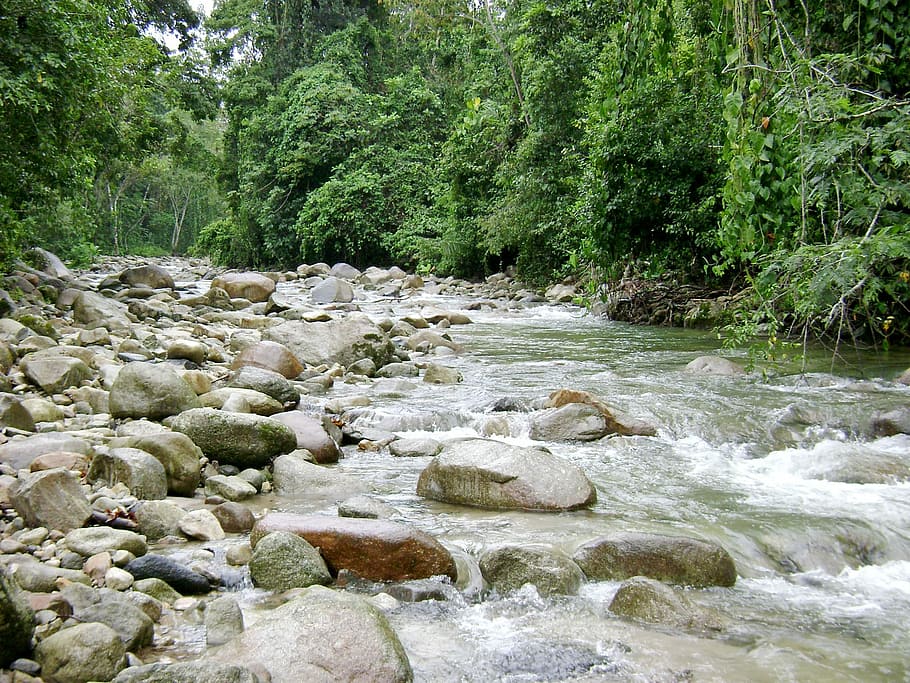 flod, nuværende, natur, Skov, ingen mennesker, vand, dag, strøm - rindende vand, træ, plante, flydende vand, klippe, solid, skønhed i naturen, rock-objekt, bevægelse, scenics - natur, vækst, jord, ro, flyder, udendørs, magt i naturen, 1080P
