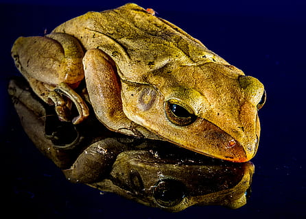 frog, close, mirror image, amphibian, animal, nature, toad, wildlife, close-up, vertebrate, animal themes, animal wildlife, one animal, animals in the wild, no people, water, sea, underwater, swimming, indoors, sea life, fish, reptile, marine, animal head, animal eye, 4K, CC0, public domain, royalty free