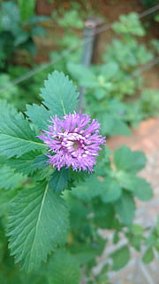 leafs, blomma, växter, blommande växt, växt, friskhet, skönhet i naturen, bräcklighet, sårbarhet, tillväxt, blad, växtdel, närbild, lila, kronblad, blomställning, natur, grön färg, blomhuvud, dag, inget folk, rosa färg, utomhus, 5K, CC0, offentligt domän, royaltyfria