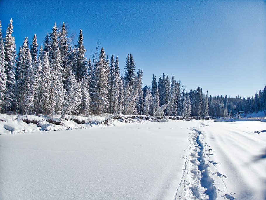 lang, frossen, sti, trær, dekket, snø, tre, skog, utendørs, natur, vinter, kaldtemperatur, anlegg, himmel, rolig scene, ro, skjønnhet i naturen, naturskjønnhet - natur, dag, ikke-urbane scene, hvit farge, land, dekker, miljø, landskap, ingen folk, furutre, nåletre, eviggrønne treet, furuskog, pulver snø, 4K