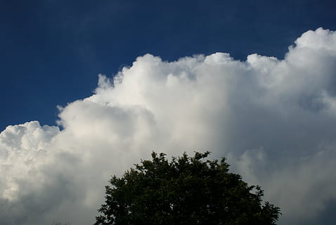 Sky, cumulus, stor, hvid, tæt, træ, afrundet, himmel, blå, sky - himmel, plante, skønhed i naturen, lav vinkel visning, ingen mennesker, natur, ro, dag, scenics - natur, vækst, rolig scene, udendørs, idyllisk, trætop, sollys, ikke-urbane scene, meteorologi, 2K, CC0, offentligt domæne, royaltyfrie