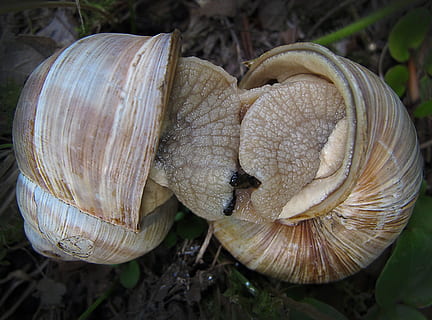 Schnecken, verschlungen, Liebesspiel, schließen, Schneckenhaus, Liebhaber, Schale, Nahansicht, Gemüse, Lebensmittel, Pflanze, Wachstum, keine Leute, Natur, Fokus auf den Vordergrund, Tag, Pilz, Land, Schönheit in der Natur, High Angle View, Feld, Frische, Essen und Trinken, Tierhülle, draußen, 2K, CC0, gemeinfrei, lizenzfrei