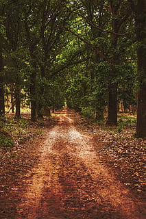Wald, Pfad, Natur, Waldweg, Avenue, Baum, Fußweg, der Weg nach vorn, einspurige Straße, Pflanze, Richtung, Ruhe, Land, Wachstum, keine Leute, ruhige Szene, Schönheit in der Natur, Schotterstraße, Schmutz, Straße, Tag, Szenen - Natur, abnehmende Perspektive, draußen, 4K, CC0, gemeinfrei, lizenzfrei