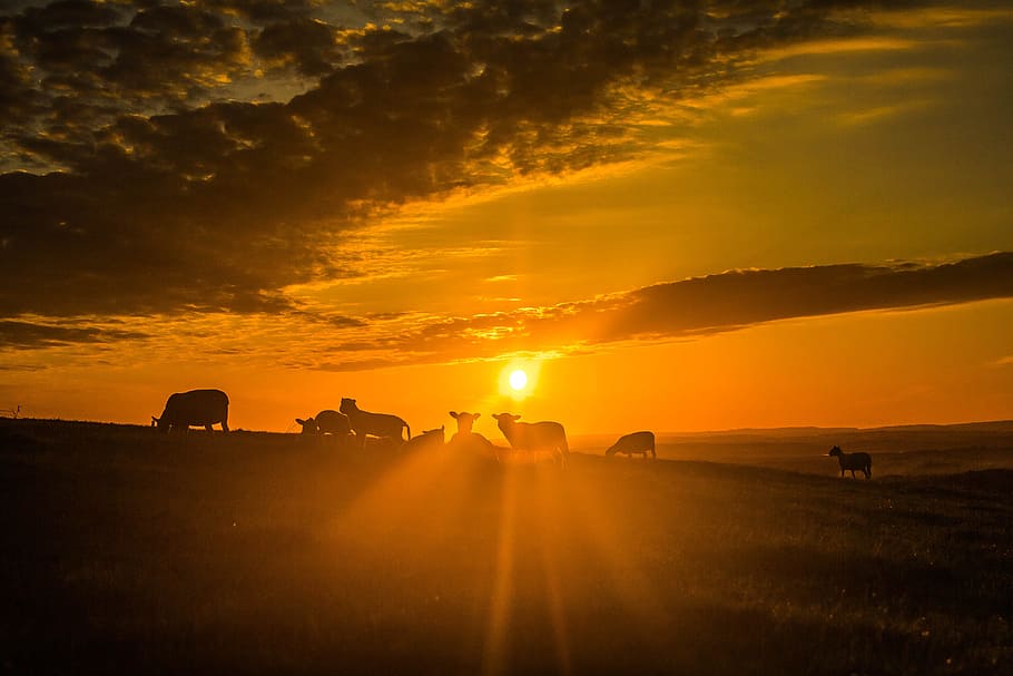 silhouette, animali, d'oro, ora, sole, pecora, nuvole, tramonto, cielo, mammifero, colore arancione, luce del sole, natura, nuvola - cielo, bellezza nella natura, paesaggio, animali domestici, bestiame, terra, scenics - natura, temi animali, animale, ambiente, domestico, campo, riflesso lente, nessuno, all'aperto, 5K