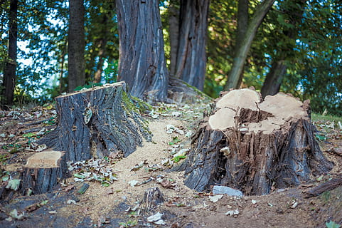 træstump, træer, Skov, synes godt om, natur, landskab, baustamm, stamme, savet af, træ, udendørs, blad, efterår, træstamme, træ - materiale, jord, plante, bagagerum, dag, tømmer, ingen mennesker, bark, log, skovrydning, ro, miljø, nåletræ, fyrreskov, 4K, CC0, offentligt domæne, royaltyfrie