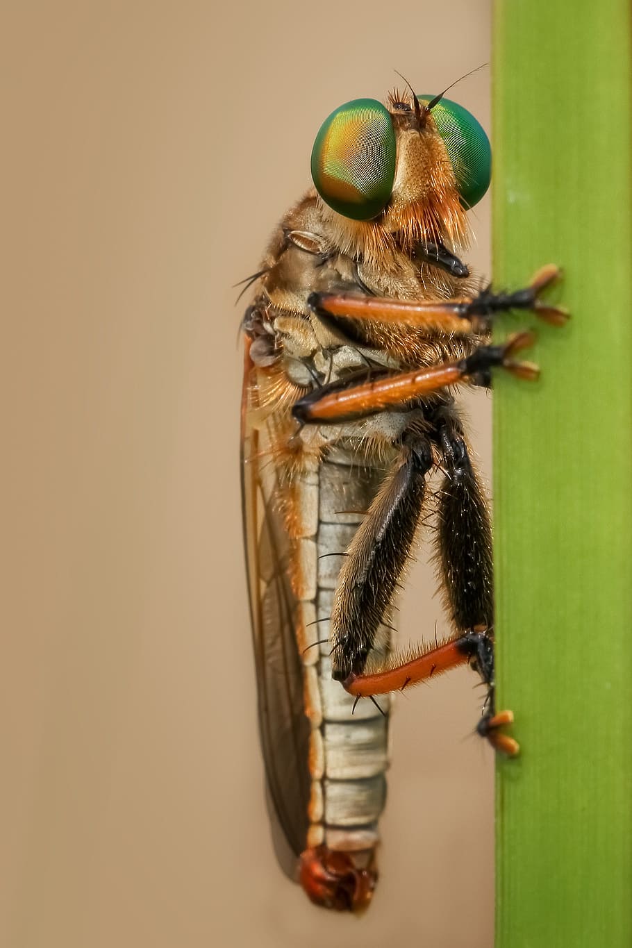 Robberfly, insetto, macro, natura, verde, rapinatore-fly, temi animali, fauna selvatica, animale, invertebrato, animali allo stato selvatico, avvicinamento, un animale, girato in studio, nessuno, in casa, cibo e bevande, cibo, ala animale, mangiare sano, sfondo colorato, frutta, freschezza, bellezza nella natura, occhio animale, 2K