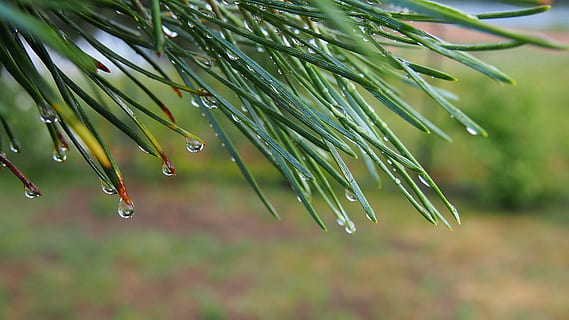 Makro, Kiefer, Nadeln, iglak, rosa, Wassertropfen, Zweig, Natur, Baum, Ast, grüne Farbe, immergrüner Baum, Nahansicht, Pflanze, Hintergründe, Nadel - Pflanzenteil, Nadelbaum, Blatt, Wald, Tannenbaum, fallen, nass, Regen, Wasser, Regentropfen, Wachstum, Schönheit in der Natur, Fokus auf den Vordergrund, keine Leute, selektiver Fokus, Tag, Tau, draußen, Regenzeit, Reinheit, Grashalm, 4K, CC0, gemeinfrei, lizenzfrei