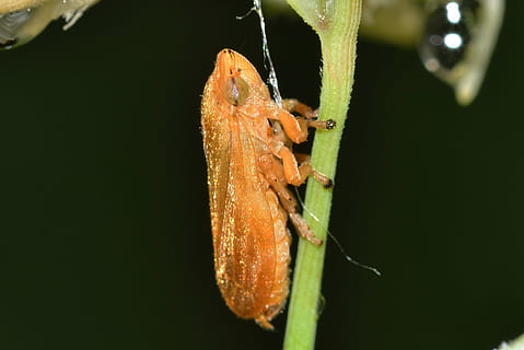 insetti, hemiptera, eurymela, un animale, insetto, animali allo stato selvatico, temi animali, fauna selvatica, avvicinamento, animale, invertebrato, colore verde, parte vegetale, natura, foglia, nessuno, pianta, concentrarsi sulle conoscenze acquisite, giorno, bellezza nella natura, parte del corpo animale, all'aperto, ala animale, farfalla - insetto, 1080P, CC0, dominio pubblico, privo di copyright