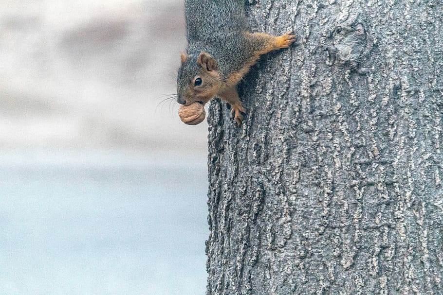 especial, tractar, marró, gris, esquirol, tronc de l'arbre, arbre, escalar, noguera, animal, temes d'animals, rosegador, fauna animal, un animal, animals a la natura, mamífer, vertebrats, tronc, cap gent, centrar-se en primer pla, naturalesa, dia, planta, primer pla, a l'aire lliure, textura, bigotis, 5K