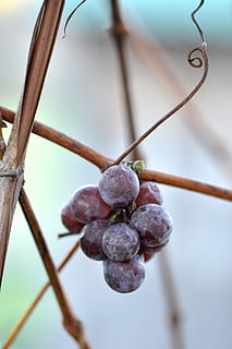 Grapes, Cluster, Bunch, Grapevine, Wine, fruit, winery, vineyard, food and drink, no people, close-up, day, focus on foreground, plant, healthy eating, food, growth, nature, tree, branch, freshness, twig, plant stem, outdoors, low angle view, berry fruit, hanging, ripe, temptation, 2K, CC0, public domain, royalty free