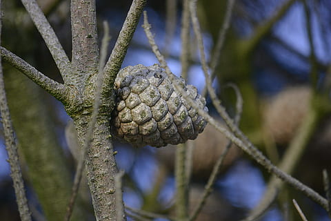 Kiefer, Natur, Tannenzapfen, Bäume, Punkte, Hemang Patel, Wald, Nadelbaum, Pflanze, Nahansicht, grüne Farbe, Obst, Wachstum, Baum, Tag, keine Leute, draußen, Fokus auf den Vordergrund, Lebensmittel, selektiver Fokus, Essen und Trinken, Ast, Zweig, Muster, gesundes Essen, Schönheit in der Natur, Ruhe, 5K, CC0, gemeinfrei, lizenzfrei