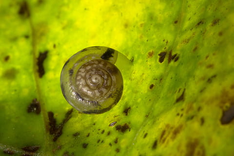 siput, cangkang, kering, kaku, siput, kulit, kering dan kaku, tema binatang, tidak ada orang, margasatwa, binatang di alam liar, merapatkan, satu binatang, hewan, satwa liar hewan, warna hijau, air, alam, invertebrata, moluska, gastropoda, laut, fokus selektif, keindahan di alam, di bawah air, kuning, 4K, CC0, domain publik, bebas royalti