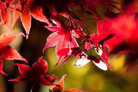 selective, focus photography, red, leaf plant, maple, autumn, leaf, leaves, coloring, bright, fall color, colorful, nature, back light, bokeh, japan, plant part, plant, close-up, change, beauty in nature, tree, growth, branch, no people, focus on foreground, day, maple leaf, maple tree, selective focus, outdoors, vulnerability, natural condition, autumn collection, 4K, CC0, public domain, royalty free