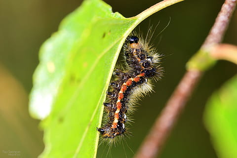 makro, larve, bug, nærbilde, natur, hårete, insekt, virvelløse, dyreliv, dyre temaer, dyr, dyr i naturen, ett dyr, fokusere på forgrunnen, grønn farge, anlegg, plante del, ingen folk, blad, selektiv fokusering, dag, leddyr, utendørs, sommerfugl - insekt, 2K, CC0, offentlig domene, opphavsrett gratis