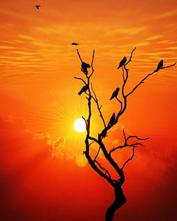 posta de sol, ocell, naturalesa, cel, raig, paisatge, sortida del sol, sol, estiu, volant, volar, silueta, vida salvatge, escènic, tarda, somni, color, viatge, color vibrant, fauna animal, arbre, color taronja, bellesa a la natura, tranquil·litat, escenics - natura, branca, planta, cap gent, escena tranquil·la, arbre nu, a l'aire lliure, llum solar, idíl·lic, núvol - cel, escena no urbana, 4K, CC0, domini públic, lliure de regalies