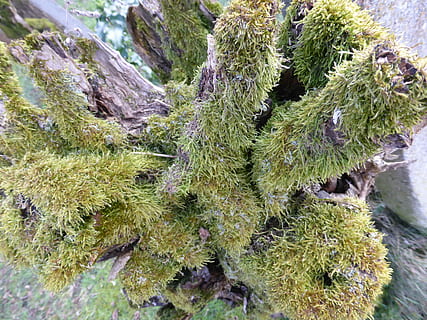 log, bemoost, old, plant, growth, green color, day, no people, beauty in nature, nature, moss, tree, high angle view, tranquility, outdoors, close-up, land, covering, full frame, water, non-urban scene, tranquil scene, lichen, coniferous tree, 4K, CC0, public domain, royalty free
