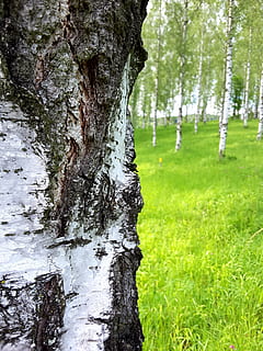 bedoll, escorça, tribu, registre, escorça d'arbre, tronc de bedoll, arbre, naturalesa, bosc, tronc de l'arbre, a l'aire lliure, color verd, planta, tronc, terra, herba, creixement, dia, bellesa a la natura, cap gent, centrar-se en primer pla, tranquil·litat, primer pla, camp, textura, escorça de la planta, 2K, CC0, domini públic, lliure de regalies