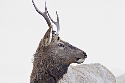 animal à cornes grises, cerf brun, jeune wapiti, animal, mammifère, la nature, faune, cerf, animaux à l'état sauvage, ramure, personne, hiver, en plein air, marron, un animal, animaux sauvages, la faune des animaux, tête d'animal, thèmes animaux, partie du corps de l'animal, fermer, neige, vertébré, animaux domestiques, vue de côté, renne, herbivore, 5K, CC0, domaine public, libre de droits