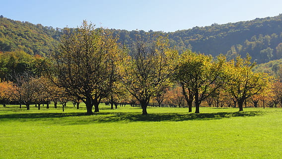 verde, leafed, alberi, giorno, frutteto, albero, albero da frutta, estate, prato, paesaggio, natura, sveva, camice, giardino, Beuren, baden württemberg, pianta, erba, scenics - natura, scena tranquilla, bellezza nella natura, la tranquillità, colore verde, ambiente, terra, crescita, autunno, campo, nessuno, idilliaco, scena non urbana, cielo, all'aperto, modificare, 2K, CC0, dominio pubblico, privo di copyright