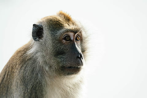 foto de close-up, Castanho, macaco, branco, primata, animal, face, mamífero, um animal, animais selvagens, animais em estado selvagem, vertebrado, parte do corpo animal, pêlo de animal, fundo branco, retrato, fechar-se, ninguém, olhando, cabelo, copie o espaço, babuíno, olho animal, focinho, Vista de perfil, 5K, CC0, domínio público, royalty free