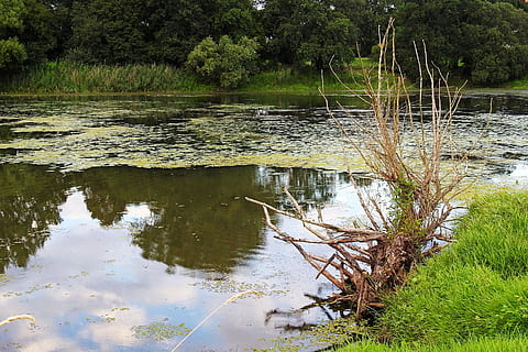 landskap, trerot, dam, vann, rot, natur, refleksjon, tre, sump, myr, anlegg, ro, innsjø, vekst, rolig scene, skog, skjønnhet i naturen, ingen folk, grønn farge, dag, ikke-urbane scene, naturskjønnhet - natur, land, utendørs, flyter på vann, drivved, rennende vann, 4K, CC0, offentlig domene, opphavsrett gratis