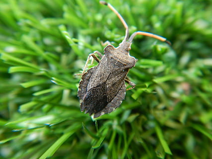 bug, buru-buru, hijau, makro, rumput, alam, bilah rumput, di hijau, warna hijau, menanam, merapatkan, tema binatang, satwa liar hewan, satu binatang, pertumbuhan, tidak ada orang, hewan, fokus pada latar depan, daun, binatang di alam liar, invertebrata, bagian tanaman, hari, serangga, keindahan di alam, coklat, ngengat, di luar rumah, kupu-kupu - serangga, kupu-kupu, 4K, CC0, domain publik, bebas royalti