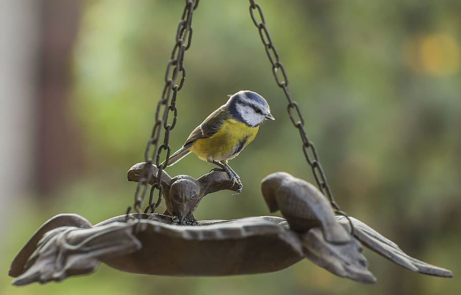 tit, blå, fugl, feeder, gul, næb, forår, fjer, ornitologi, sidder, grøn, eurasiske, dyre temaer, dyreliv, dyr, hvirveldyr, dyr i naturen, fokus på forgrunden, perching, ingen mennesker, dag, gruppe af dyr, lænke, træ, afdeling, stor tit, udendørs, natur, tæt på, selektiv fokusering, 4K