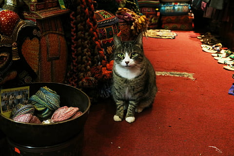cão, azul, trem, gato doméstico, animal, pets, gato, doméstico, mamífero, animais domésticos, felino, vertebrado, um animal, recipiente, ninguém, cesta, Comida, dentro de casa, mercado, olhando para a câmera, retrato, bigode, 5K, CC0, domínio público, royalty free