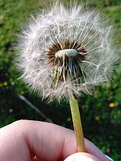 løvetann, vår, sol, gress, vind, menneskelig hånd, hånd, menneskelig kroppsdel, anlegg, én person, kroppsdel, fokusere på forgrunnen, friskhet, ekte folk, holding, nærbilde, blomst, skjørhet, finger, blomstrende plante, ukjennelig person, sårbarhet, menneskelig finger, personlig perspektiv, løvetannfrø, utendørs, blomsterhodet, mykhet, 2K, CC0, offentlig domene, opphavsrett gratis