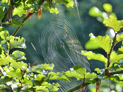 edderkop, spindelvæv, netværk, orb web, dyr, natur, edderkoppespind, dyre temaer, skrøbelighed, plante, fokus på forgrunden, tæt på, sårbarhed, dag, blad, vækst, ingen mennesker, plante del, skønhed i naturen, udendørs, grøn farve, kompleksitet, dyr i naturen, web, 4K, CC0, offentligt domæne, royaltyfrie