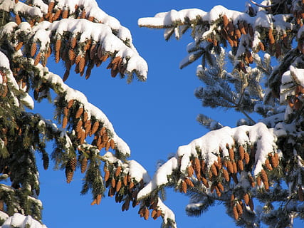 làrix, pi, picea, arbre, conífera, cons, llavors, fruits secs, branca, les potes, agulles, hivern, neu, temperatura de fred, planta, cel, naturalesa, bellesa a la natura, dia, congelat, cap gent, vista d’angle baix, creixement, tranquil·litat, Color blanc, escenics - natura, cel clar, a l'aire lliure, gel, arbre de coníferes, cargol, muntanya nevada, 1080P, CC0, domini públic, lliure de regalies