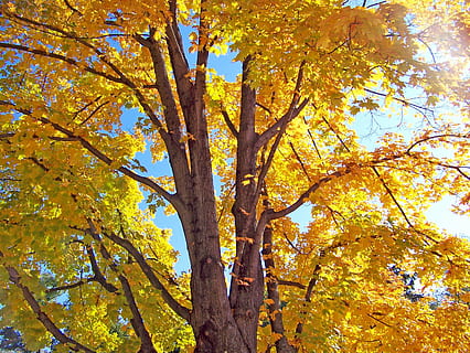 tardor, caure, maple, arbre, fulles, groc, full, naturalesa, bosc, temporada, a l'aire lliure, color daurat, color taronja, branca, multicolor, parc - l'home va fer espai, planta, vista d’angle baix, bellesa a la natura, creixement, canvi, cap gent, dia, tronc de l'arbre, tronc, llum solar, part de la planta, tranquil·litat, col·lecció de tardor, copa de l'arbre, condició natural, 2K, CC0, domini públic, lliure de regalies