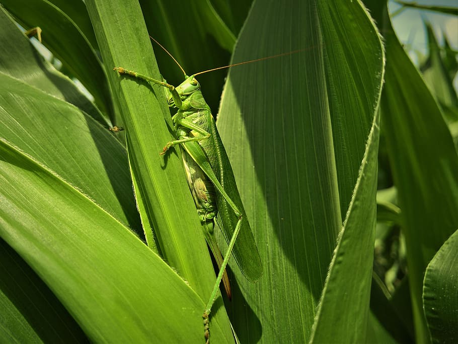 insecte, blat de moro, verd, full, part de la planta, color verd, temes d'animals, animal, animals a la natura, fauna animal, invertebrat, primer pla, naturalesa, un animal, planta, creixement, cap gent, Llagosta, dia, centrar-se en primer pla, a l'aire lliure, Mantis religiosa, fulles, 4K