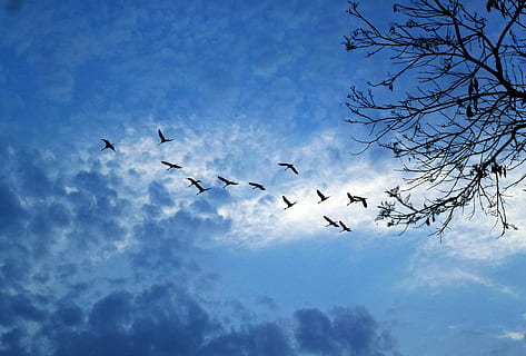 silueta, ocells, volant, blau, cel, contra la llum, núvols, oest, arbre, naturalesa, ocell, animal, vida salvatge, ala dels animals, animals a la natura, a l'aire lliure, núvol - cel, temes d'animals, vista d’angle baix, fauna animal, vertebrats, gran grup d’animals, grup d’animals, ramat d’ocells, cap gent, moviment, a l'aire, bellesa a la natura, directament a sota, 1080P, CC0, domini públic, lliure de regalies
