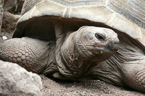 turtle, tortoise, close, panzer, giant tortoise, armored, slowly, seychelles, genuine tortoise, tortoise shell, animal, creature, animal themes, animal wildlife, reptile, one animal, animals in the wild, vertebrate, no people, close-up, animal body part, nature, animal head, day, land, animal shell, outdoors, portrait, marine, animal scale, 2K, CC0, public domain, royalty free