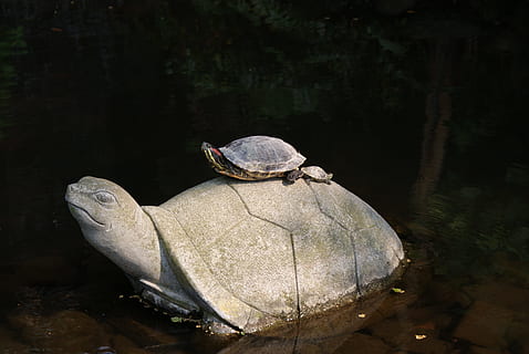 skildpadde, statue, skabninger, Dam, forældre barn, dyr, dyre temaer, dyreliv, dyr i naturen, et dyr, ingen mennesker, vand, krybdyr, natur, dag, sø, hvirveldyr, skal, udendørs, dyreskal, tæt på, fokus på forgrunden, 4K, CC0, offentligt domæne, royaltyfrie