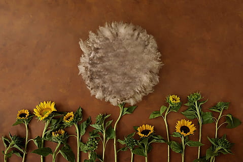 flor, pano de fundo, recém nascido, prop, pano de fundo para recém-nascido, fotografia, crescimento, plantar, fragilidade, ninguém, fechar-se, dia, natureza, cabeça de flor, dentro de casa, planta com flores, vulnerabilidade, fundo colorido, tiro do estúdio, beleza na natureza, frescura, cor branca, fumaça - estrutura física, recurso de construção de parede, compósito digital, 1080P, CC0, domínio público, royalty free