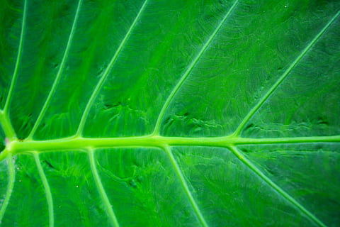 mønster, design, layout, grafisk, skabelon, dække over, stil, struktur, dekoration, blad, natur, grøn farve, tæt på, friskhed, plante, makro, baggrunde, organisk, bladvenen, miljø, tekstureret, fuld ramme, ingen mennesker, plante del, sund kost, velvære, skønhed i naturen, abstrakt, mad og drikke, mad, grøntsag, udendørs, vækst, abstrakte baggrunde, lyse, 4K, CC0, offentligt domæne, royaltyfrie