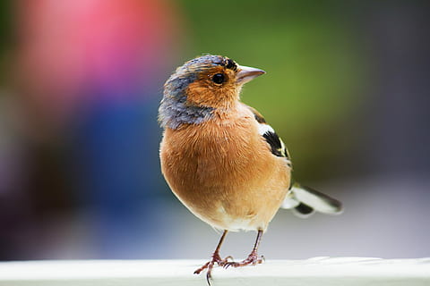 Marrone, nero, uccello, selettivo, fotografia a fuoco, uccello chaffinch comune, fringuello, vertebrato, un animale, concentrarsi sulle conoscenze acquisite, animali allo stato selvatico, fauna selvatica, avvicinamento, appollaiati, natura, lunghezza intera, giorno, uccello canoro, nessuno, all'aperto, messa a fuoco selettiva, bellezza nella natura, luce del sole, occhio animale, 2K, CC0, dominio pubblico, privo di copyright
