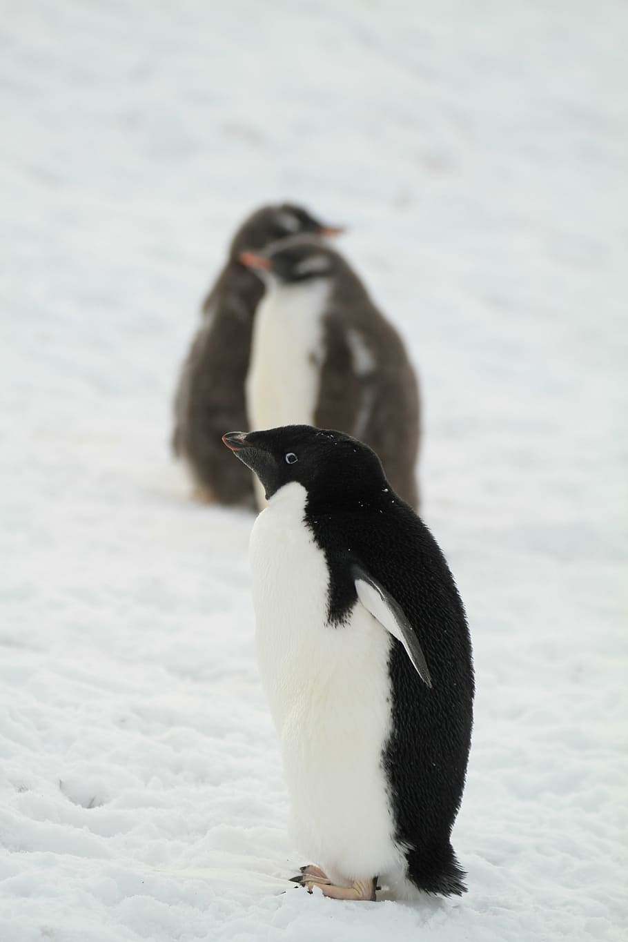 pinguin, Antartika, binatang kecil, satwa liar hewan, binatang di alam liar, burung, hewan, tema binatang, bertulang belakang, salju, suhu dingin, musim dingin, alam, warna putih, sekelompok binatang, fokus pada latar depan, tidak ada orang, warna hitam, hari, penuh, keluarga hewan, 5K